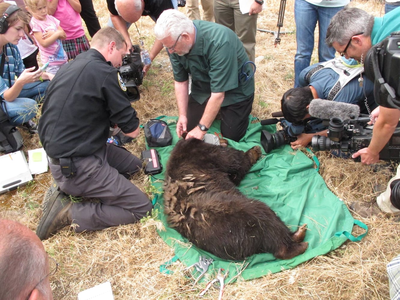 'Cinder' bear