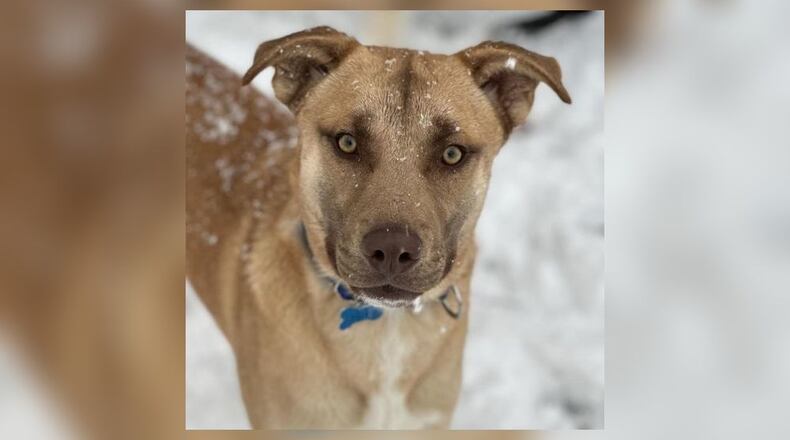 Ace is a one-year-old mixed breed dog. Courtesy Best Friends Animal Society