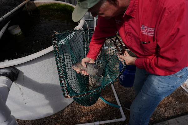 Kevin Fitzsimmons holds a farmed tilapia Sunday, April 20, 2025, at a research lab in Tucson, Ariz. (AP Photo/Joshua A. Bickel)