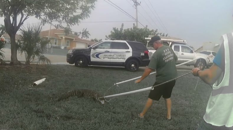 A 7-foot alligator was removed from a storm sewer after it was heard hissing in the drain. (Photo: Screengrab via Cape Coral Police)