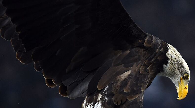 A Bald eagle, mascot of the Lazio team, flies over the stadium prior the Italian Serie A football match between Lazio Rome and Juventus on November 22, 2014 at the Olympic stadium in Rome. AFP PHOTO / GABRIEL BOUYS (Photo credit should read GABRIEL BOUYS/AFP/Getty Images)