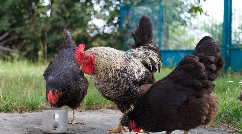 Peachtree Corners to hold public hearing on chickens, livestock. File Photo