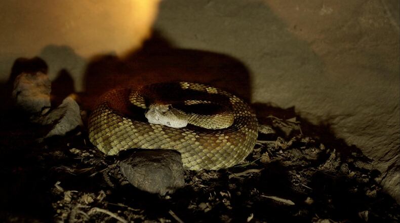 A Texas woman found an unwelcome guest in her home as a rattlesnake entered through a dog door.
