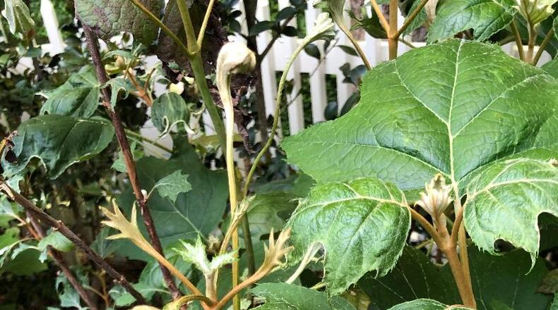 Herbicide damage is common on many plants in your landscape and your garden. Damage is usually twisting stems and cupping leaves.