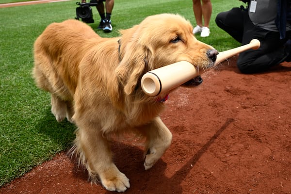 Bruce, the bat dog, retrieves a bat as he is recognized before a baseball game between the Washington Nationals and the Miami Marlins, Saturday, June 14, 2025, in Washington. (AP Photo/Nick Wass)