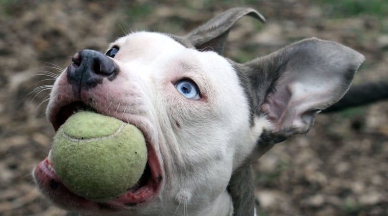 A two-year-old Pit Bull mix runs plays in an outdoor pen at the DeKalb County Animal Services and Enforcement kennel in Decatur. Photo: Phil Skinner / pskinner@ajc.com