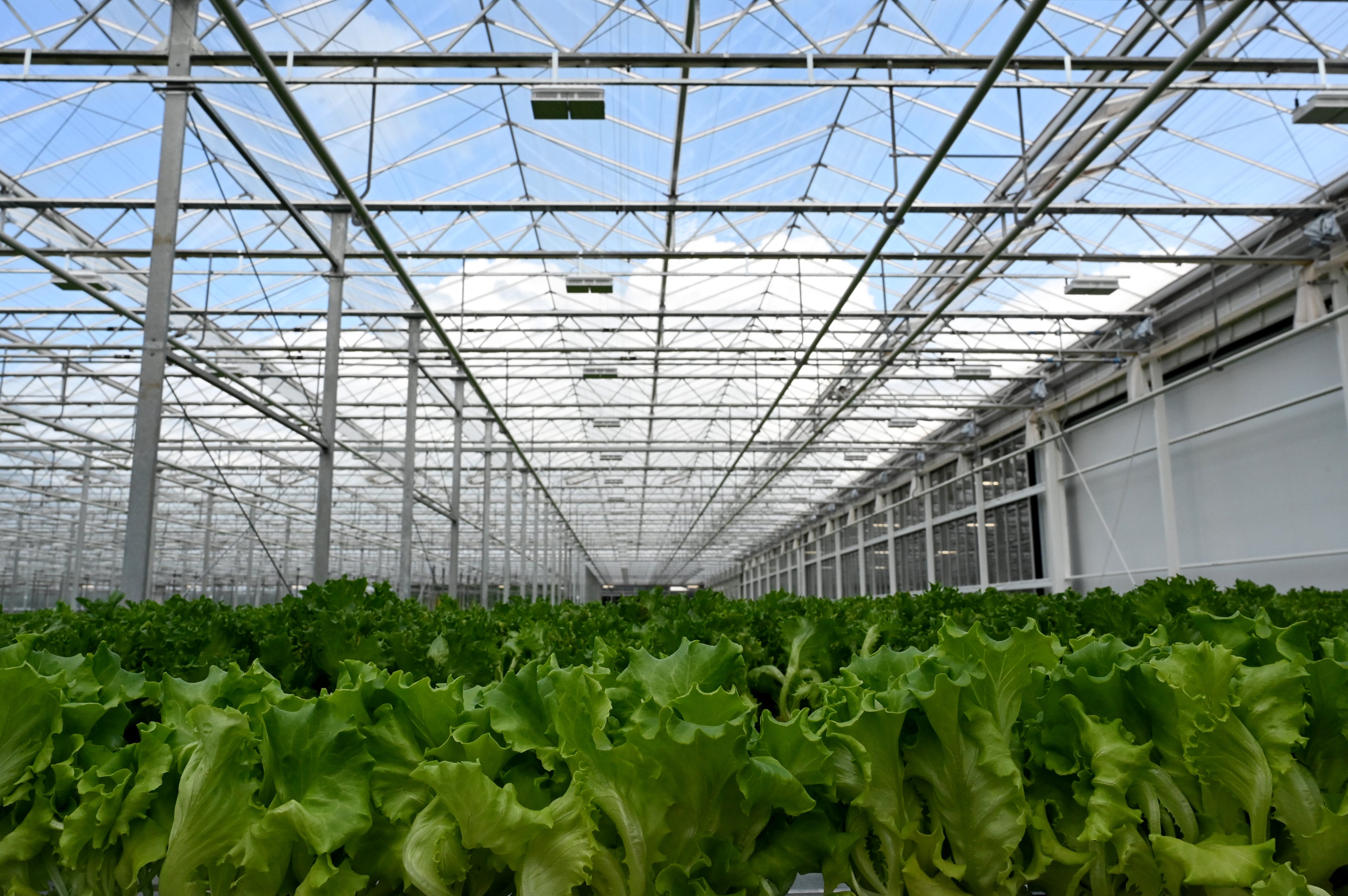 BrightFarms greenhouse facility in Macon