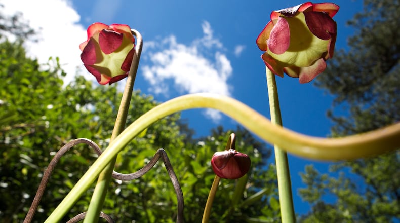 Flowers from Sarracenia purpurea, commonly known as the purple pitcher plant, are seen in a bog in North Georgia on Monday, May 13, 2019. (Casey Sykes for The Atlanta Journal-Constitution)