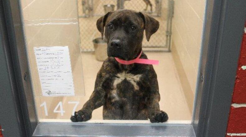 A dog at the Gwinnett County animal shelter.