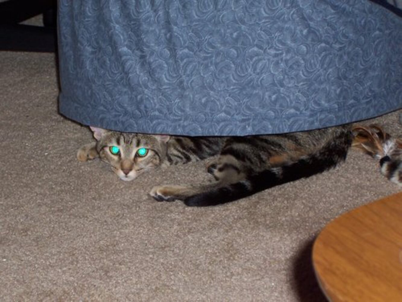 Cats Rule: Check out Sneaky Cats in Action