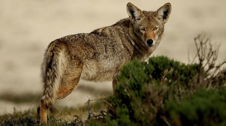 A coyote is spotted walking through the sand dunes in Pebble Beach, California.