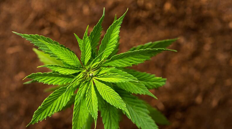 This week's state Senate debate will mark the greatest push in South Carolina to legalize medicinal cannabis since the state voted to legalize cannabidiol, a non-psychoactive oil extracted from marijuana, in 2014.. (Dreamstime/TNS)