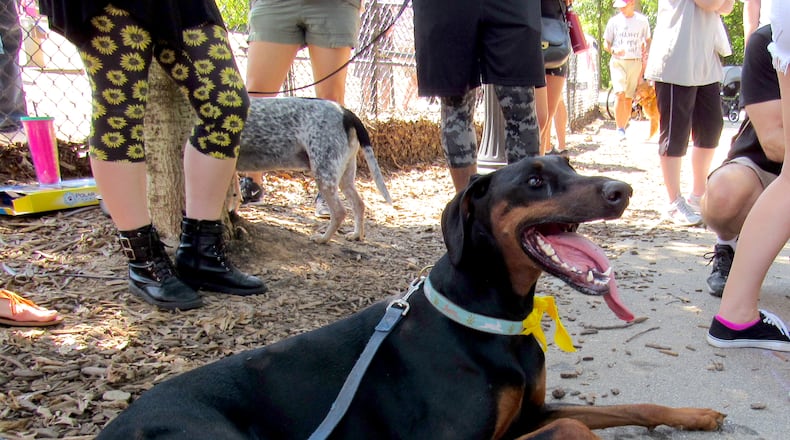 Ponce, a two-year-old Doberman from Midtown, won Piedmont Park's first Dog of the Year contest.