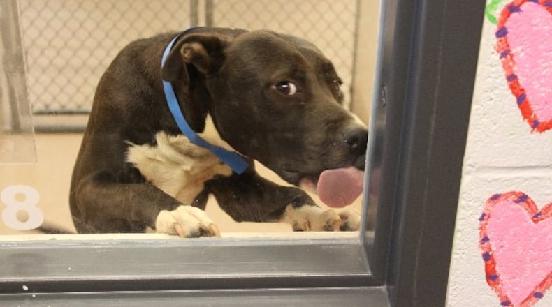 Photos courtesy of Gwinnett County Animal Shelter.