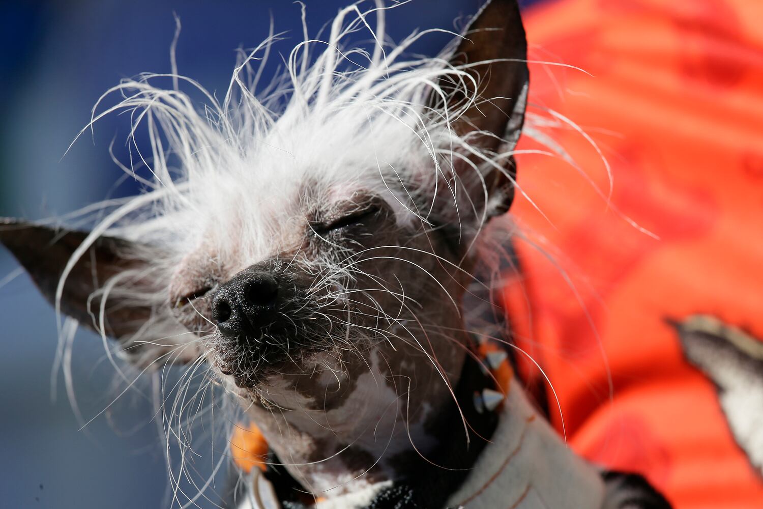 World's Ugliest Dogs 2017