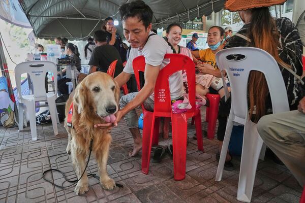 K9 named Safari works as an emotional support with relatives of workers of a high-rise building under construction that collapsed after Friday's earthquake in Bangkok, Thailand, Tuesday, April 1, 2025. (AP Photo/Sakchai Lalit)