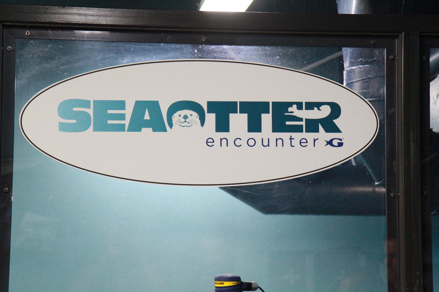 Sea Otter Encounter at Georgia Aquarium