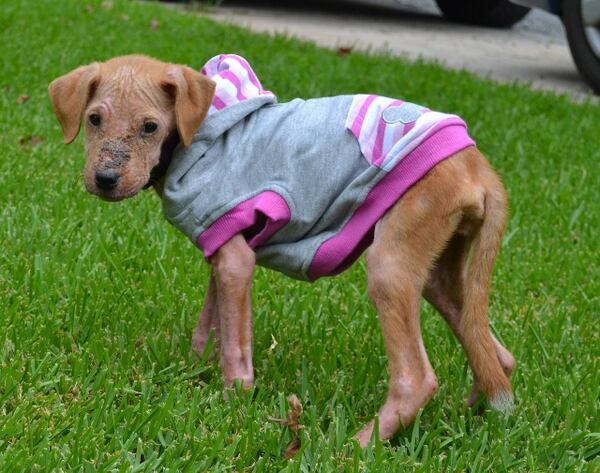 The still-fragile Xena in her early months.