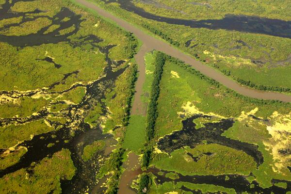 Canals in the wetlands of southern Louisiana. Many are made by oil companies to transport materials and contribute to the erosion and loss of coastline in the state.