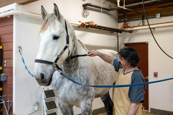 Detainee Joshua Arp rinses Diesel after a morning patrol. The Cobb County Sheriff’s Office has launched an equine therapy work release program designed to help detainees develop skills. (Jason Getz/AJC)