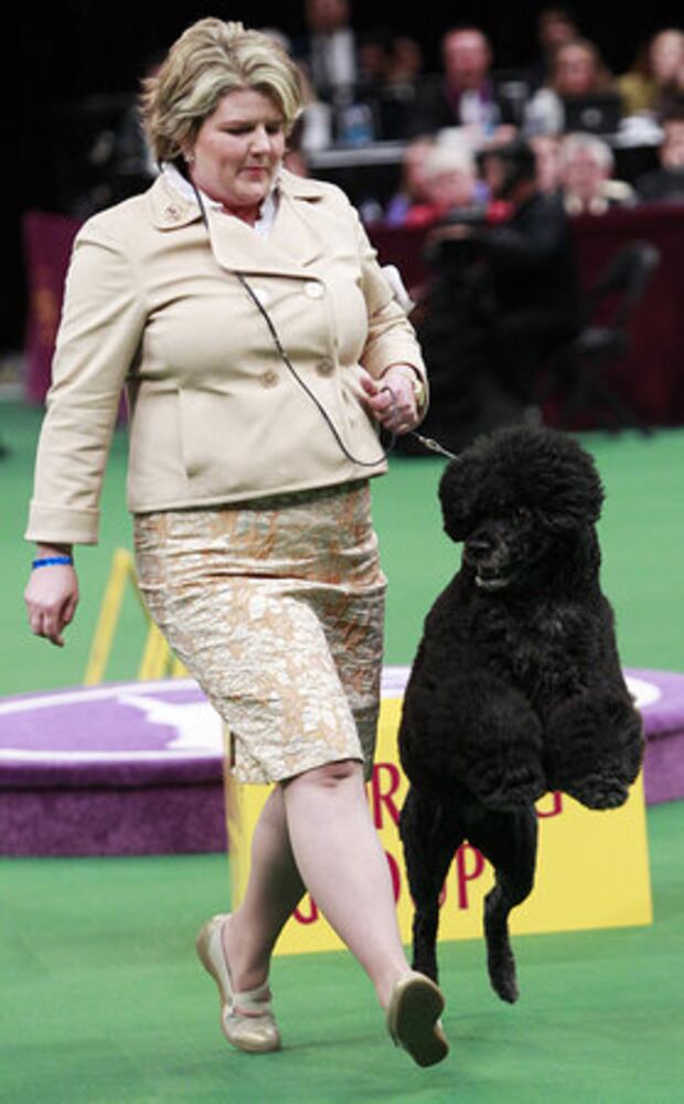 Westminster Dog Show