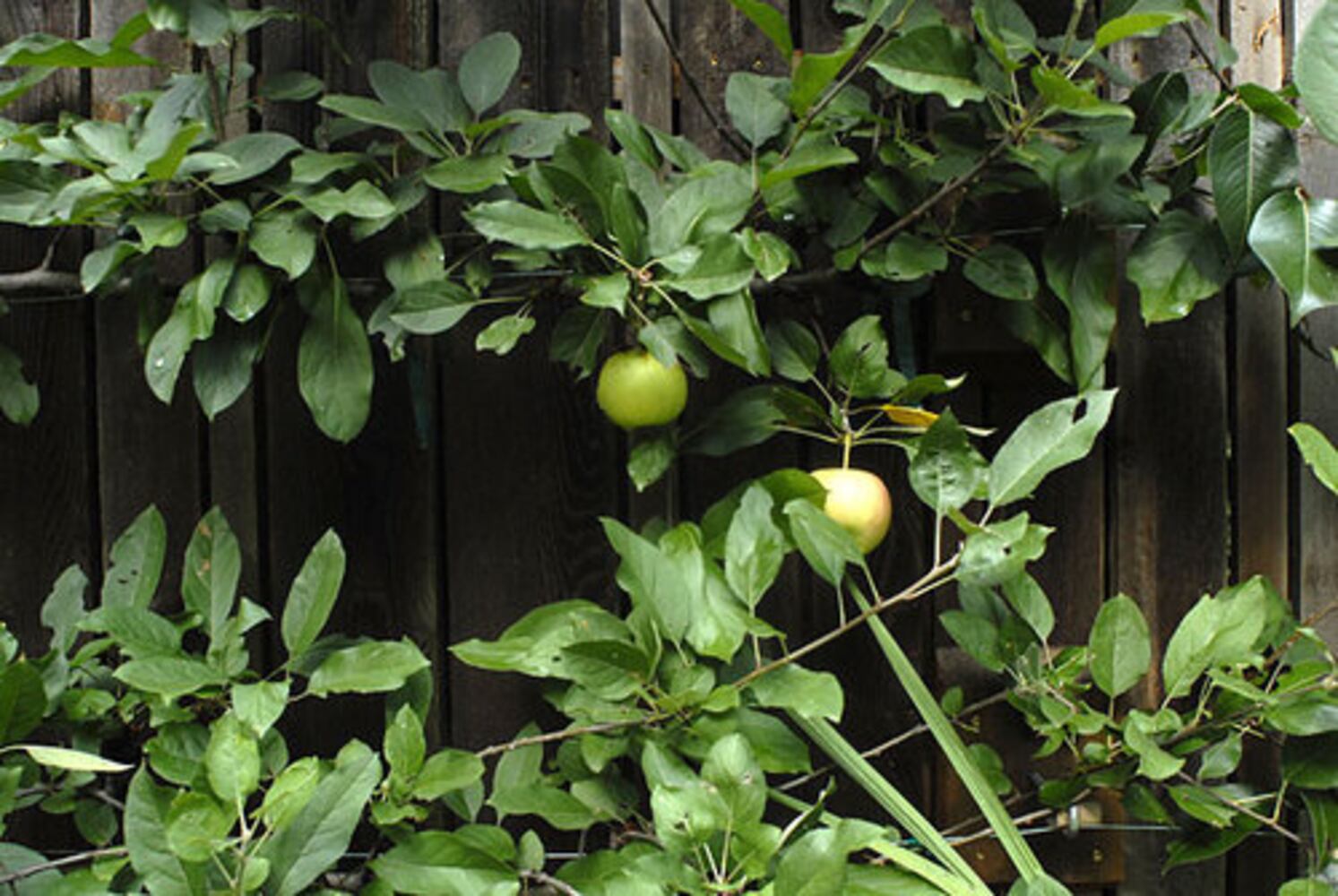 Avondale Estates garden: The 10-year plan
