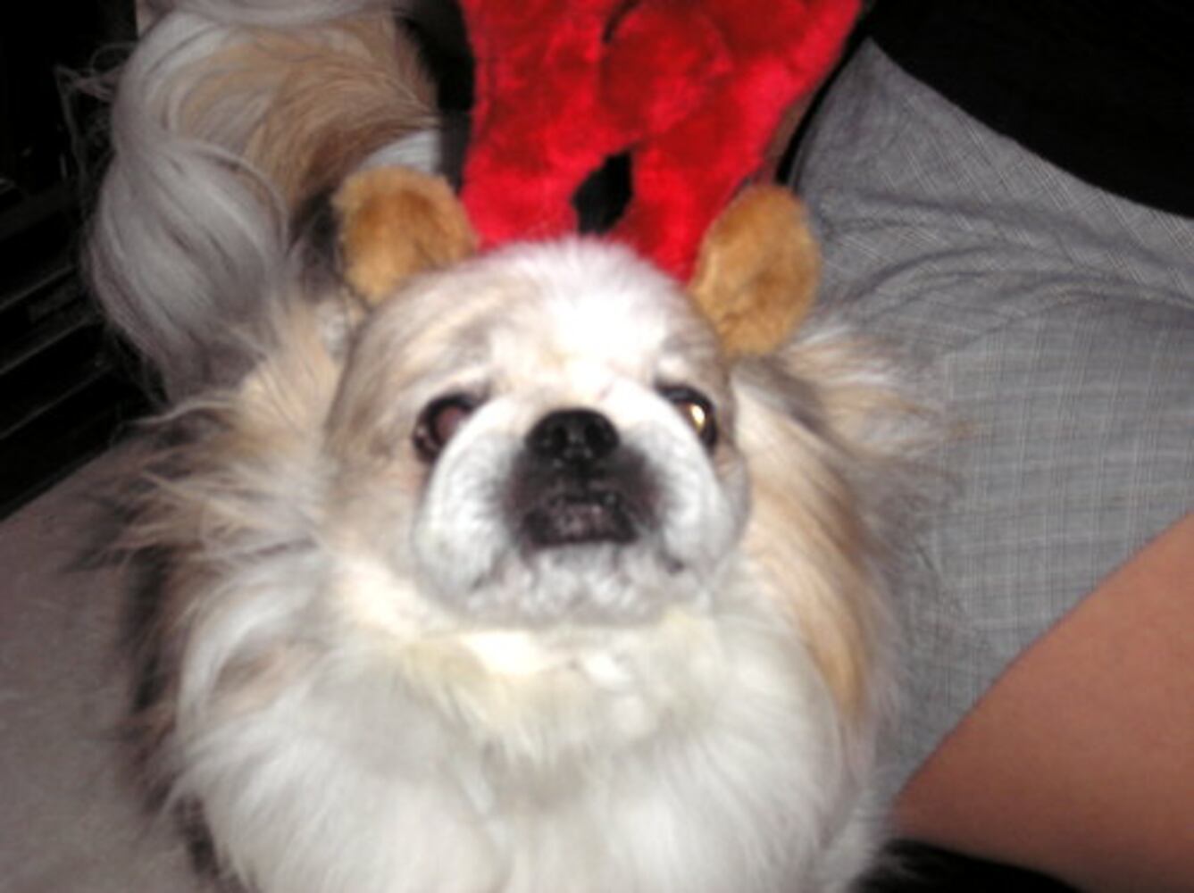 Santa Pets Gallery 13