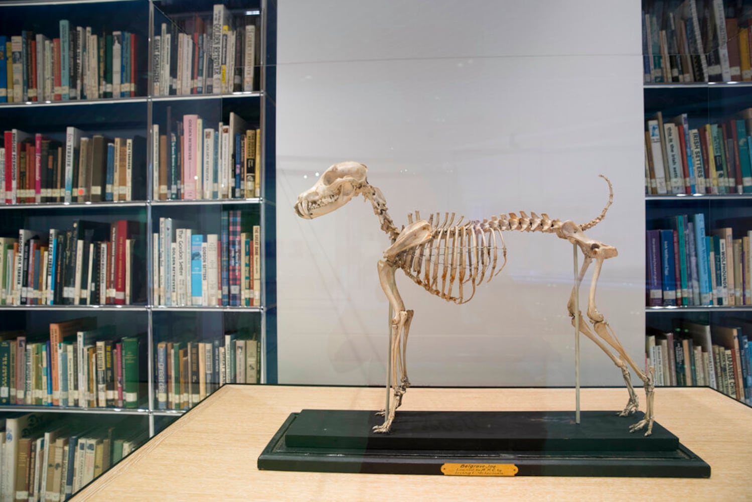 american kennel club museum of the dog