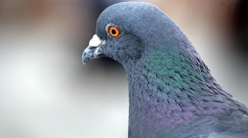 At least 80 messenger pigeons were killed in a house fire in Phoenix, Arizona.