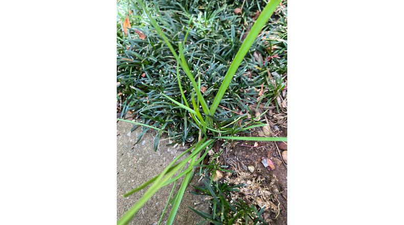 By using two layers of surgical gloves and a cotton sock, you can precisely apply weedkiller to a weed amongst your ornamentals. (Courtesy of Nancy Shevitz)