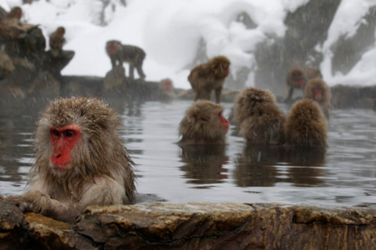 Snow monkey 'spa' a hot tourist spot