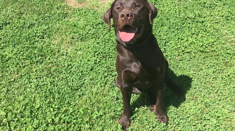 This is Max. He appears to be a very good boy. He'll be helping Smyrna police find people they think are breaking laws.