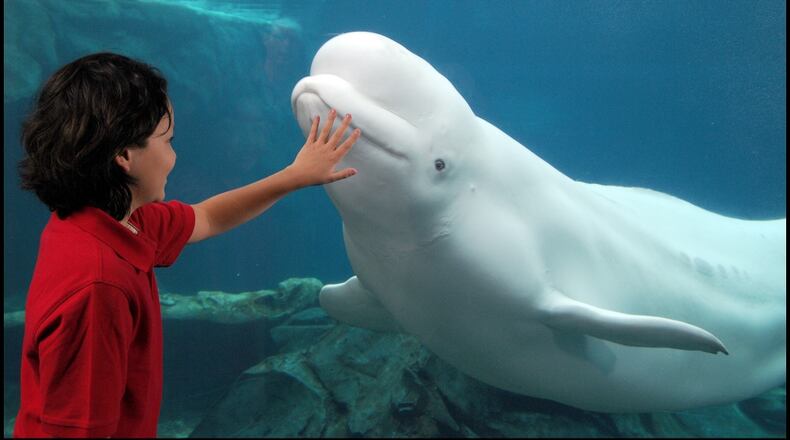 The four belugas at the Georgia Aquarium are among 34 in human care. The aquarium hopes to bring 18 more belugas into the country.