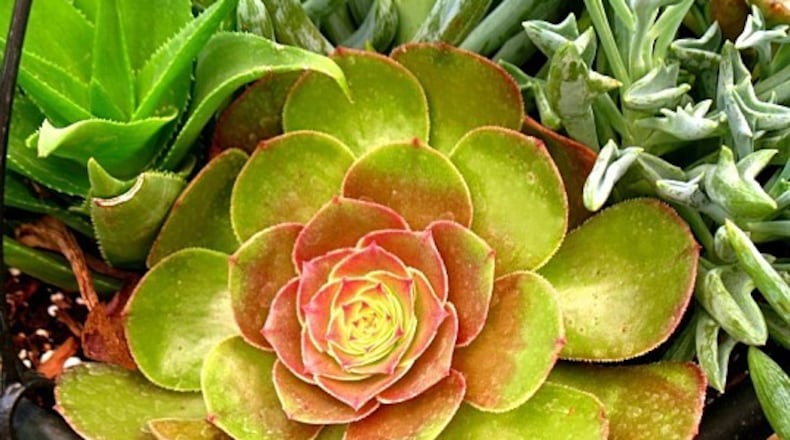 If you're careful with choosing the right "soft" or outdoor-only succulent, you can grow the plants for less than a dollar each and minimize your chances of them dying off in the Atlanta growing conditions.