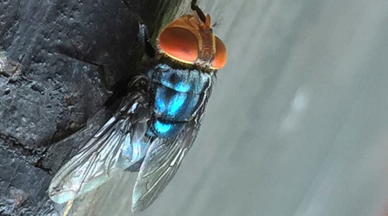 FILE - An adult New World screwworm fly sits in this undated photo. (Denise Bonilla/U.S. Department of Agriculture via AP)