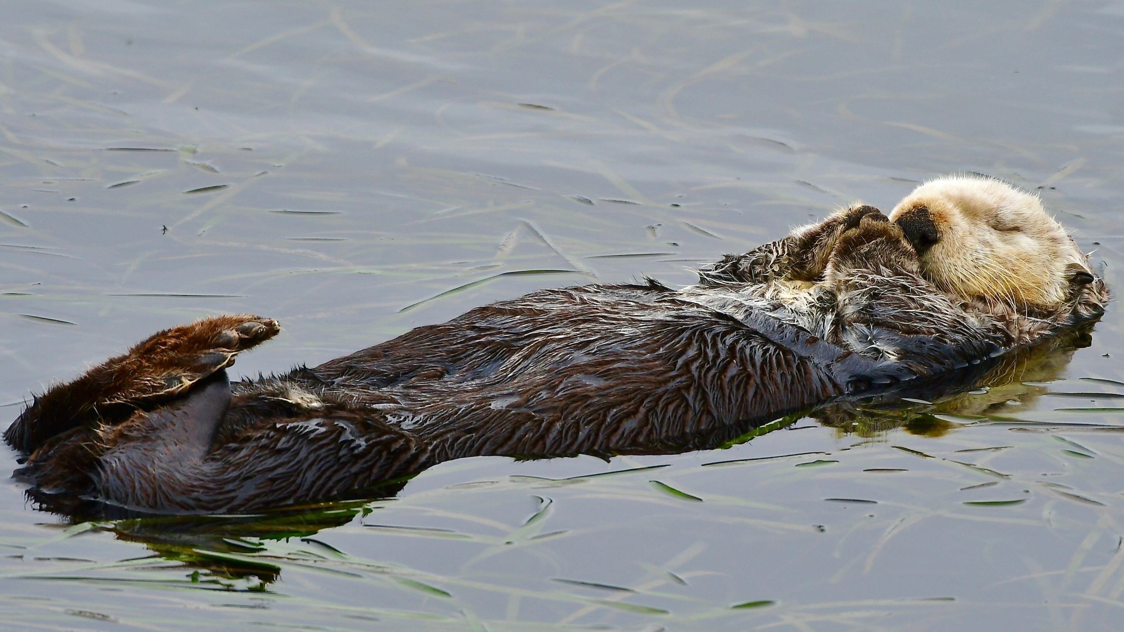 This Aug. 2025 photo provided by The Marine Mammal Center shows a southern sea otter swimming in Morro Bay, Calif. (Brian Simuro/The Marine Mammal Center via AP)