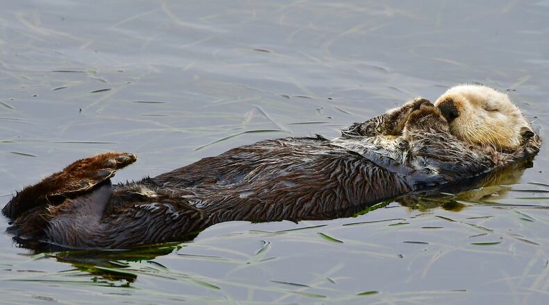 This Aug. 2025 photo provided by The Marine Mammal Center shows a southern sea otter swimming in Morro Bay, Calif. (Brian Simuro/The Marine Mammal Center via AP)