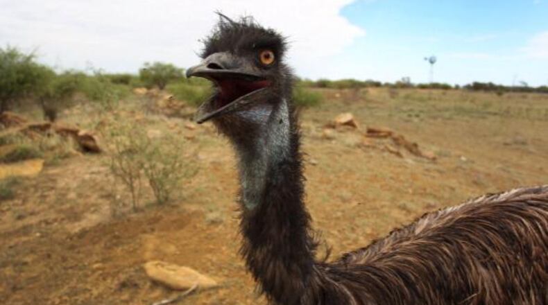 Emu. File photo. (Photo by Lisa Maree Williams/Getty Images)