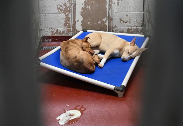 Picture shows current facility at Fulton County Animal Services, Thursday, March 16, 2023, in Atlanta, GA. The existing 1978 building has been overcrowded and in disrepair for years. Sometimes eight dogs pack a single a kennel. And the building wasn’t designed to house cats, so they are stacked in a separate trailer. (Hyosub Shin / Hyosub.Shin@ajc.com)