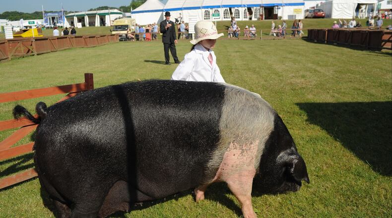 A show hog was one of five animals killed during a fire in an Oklahoma barn Saturday.