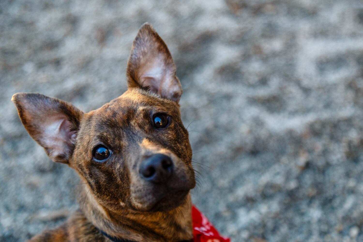 Photos: Adoptable Friends from PAWS Atlanta