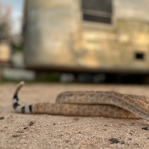 In this undated photo shows Brian the rattlesnake, which is used to train dogs to avoid dangerous vipers, in Tucson, Ariz. (J.J. Belcher via AP)