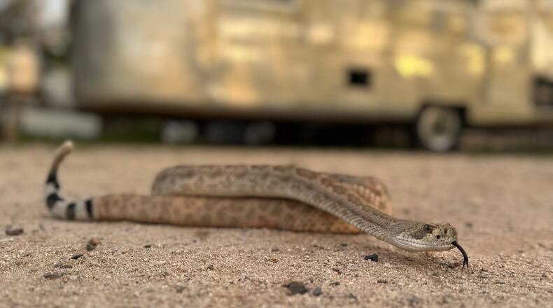 In this undated photo shows Brian the rattlesnake, which is used to train dogs to avoid dangerous vipers, in Tucson, Ariz. (J.J. Belcher via AP)