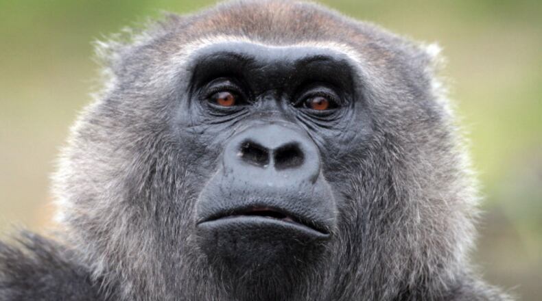 File photo.  (Photo by Matt Cardy/Getty Images)