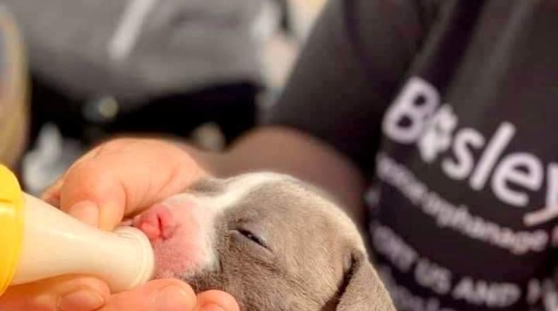 Bosley's Place, a rescue for abandoned and homeless pups including those with medical conditions, provides critical care. Pictured: Tater, born with a cleft palette is nursing from a special needs feeding bottle at 3 weeks of age.