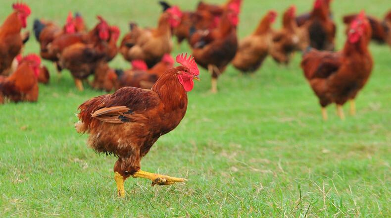 Free-range chickens roam the grounds of White Oak Pastures in Bluffton. BRANT SANDERLIN / BSANDERLIN@AJC.COM