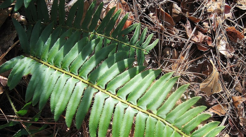 This is a frond of a Christmas fern, so named because the fern is widely used to decorate homes during the holiday season. Some say the fern’s name comes from the shape of its fronds’ leaflets, which resemble Santa’s sleigh or a stocking hung over a fireplace mantel. CHARLES SEABROOK