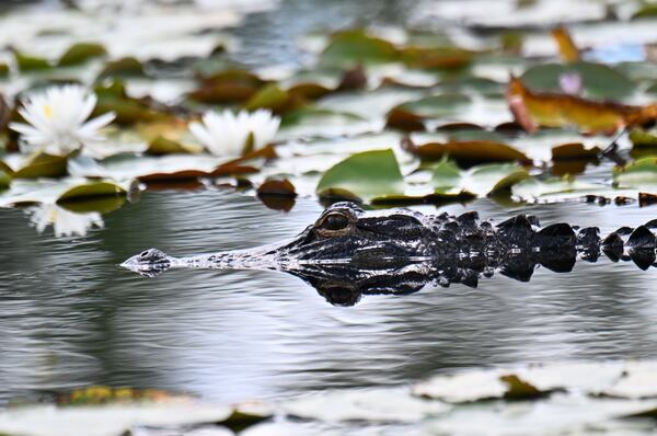 An alligator surfaces in the Okefenokee Swamp on Aug. 12. (Hyosub Shin/AJC)