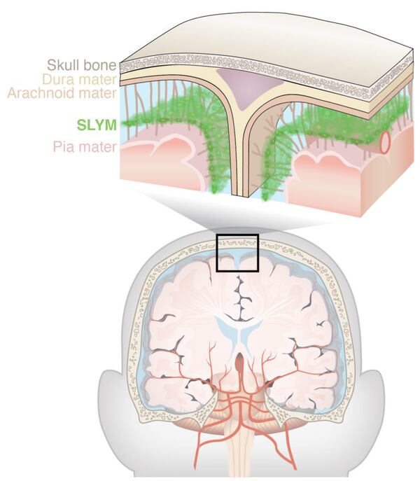 New study in Nature Aging describes a new anatomical structure in the brain called SLYM, an abbreviation of Subarachnoidal LYmphatic-like Membrane, that acts as a barrier and a platform from which immune cells can monitor the brain.