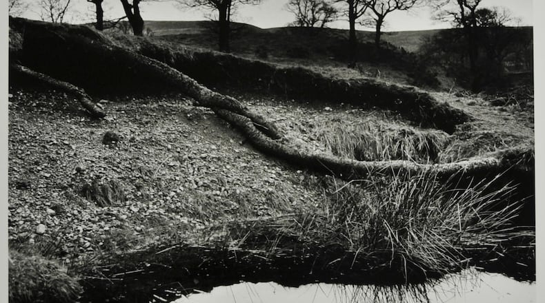 "Wicklow Trees, County Wicklow" (1965-66) is among the prints that will be shown in the Carlos Museum exhibit “The Waters and the Wild: Alen MacWeeney Photographs of Ireland.”